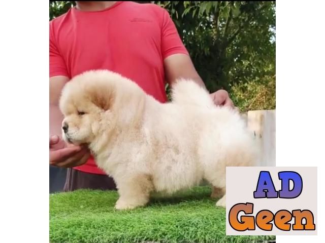 used All Breed Top Quality puppies available 9891116714 Chow Chow for sale 